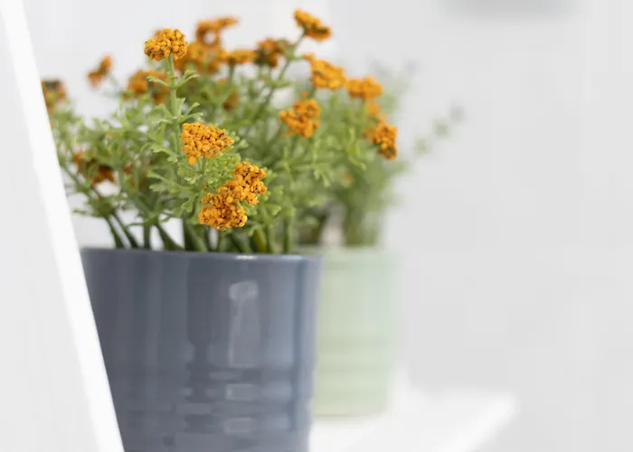 Akti Apollona Apartamento